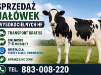 母牛, Holstein breed — 照片 1