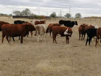 Сиыр, Swiss cattle — 1-сурет