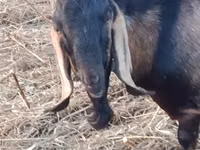 Ziegenbock, Nubian Goat — Foto 3