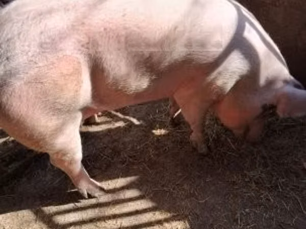 Schweine (Partie, Geschlecht nicht angegeben), 