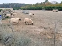 Qoʻchqor, Scottish Blackface sheep — 1-rasm