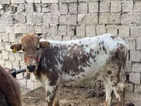 मवेशी (लॉट, लिंग निर्दिष्ट नहीं), Russian Black pied cattle — फ़ोटो 2