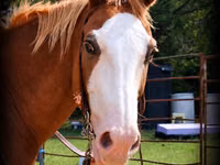 Caballo, American paint horse — foto 2
