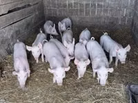 Schweine (Partie, Geschlecht nicht angegeben), Schweine — Foto 2