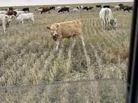 Букачар, Швиц породу — сүрөт 3