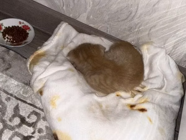 СРОЧНО!!!!
Мальчик 4 месяца 
Приученный к лотку