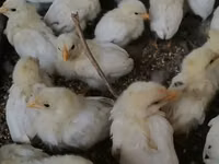 Chickens — Foto 1