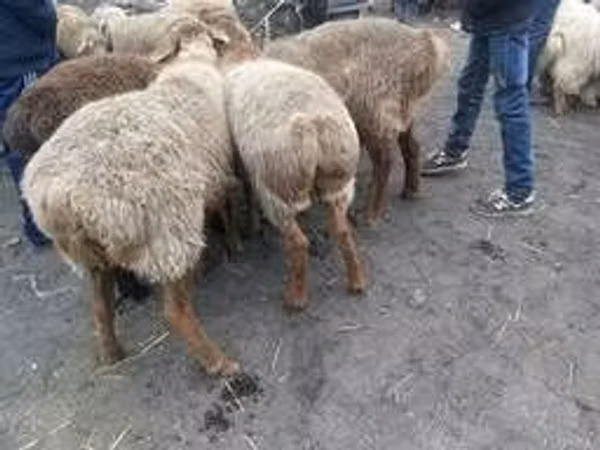 Кочкор, Койлор