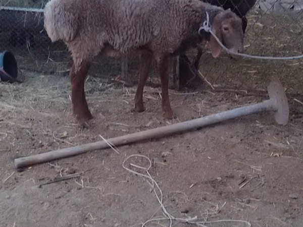 Кочкор, Койлор