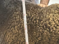 Carnero, Hissar sheep — foto 2