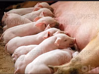 Schweine (Partie, Geschlecht nicht angegeben) — Foto 3