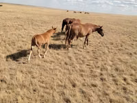 حصان, Kazakh horse — الصورة 2