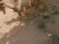 बकरा, बकरियाँ — फ़ोटो 4