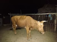 Kuh, Latvian Blue cattle — Foto 2