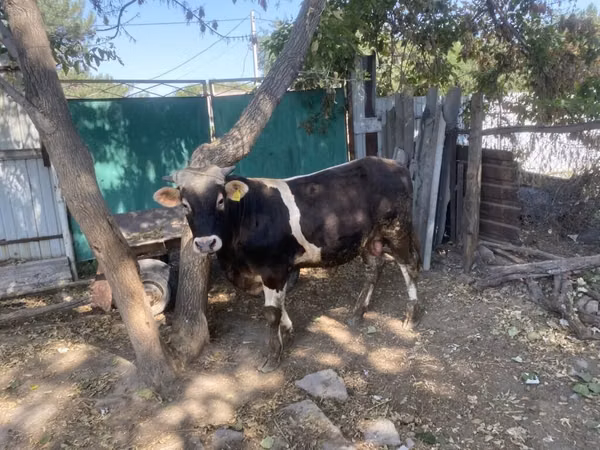 Bull, Swiss cattle