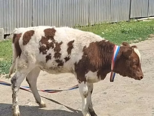 Сиыр, Latvian Blue cattle — Қазақстан