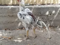 Chickens — Foto 2