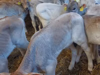 Qoramol (partiya, jinsi ko‘rsatilmagan), Simmental cattle — 3-rasm