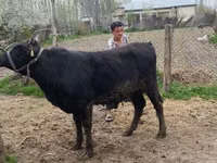 公牛, Aberdeen-Angus — 照片 1