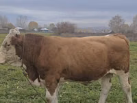Bulle, Simmental cattle — Foto 1