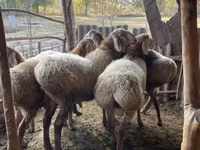 Қошқар, Arashan sheep — 8-сурет