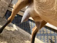 Ziege, Saanen goat — Foto 5