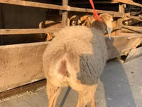 نعجة, Arashan sheep — الصورة 4