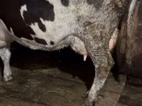 गाय, Russian Black pied cattle — फ़ोटो 6