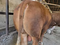 公牛, Simmental cattle — 照片 3