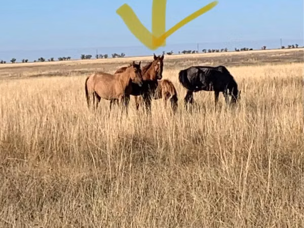 公马, Horses — 哈萨克斯坦