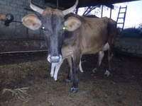 गाय, मवेशी — फ़ोटो 1