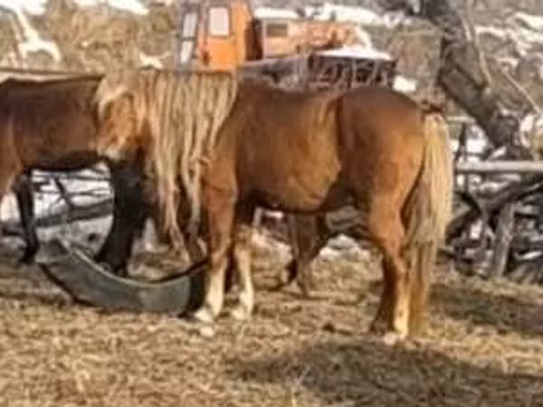 Ат, Аттар — Казакстан