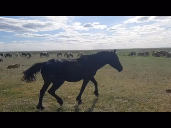 Hengst, Kazakh horse