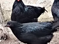 Chickens — Foto 1