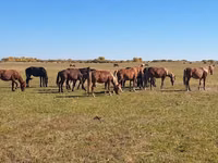 Stute, Kazakh horse — Foto 2