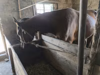 Caballo, Caballos — foto 3