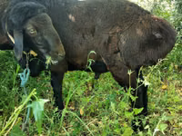 كبش, Hissar sheep — الصورة 3