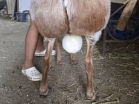 मेढ़ा, Arashan sheep — फ़ोटो 4