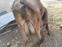 母牛, Swiss cattle — 照片 3