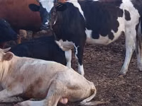 公牛, Holstein breed — 照片 1