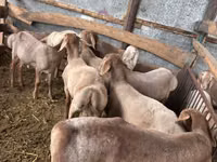 Carnero, Arashan sheep — foto 3