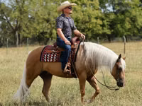Айғыр, Quarter Horse — 8-сурет