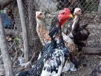 Chickens — Foto 1