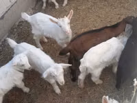 Ziegenbock, Saanen goat — Foto 1