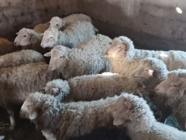 كبش, Merino sheep
