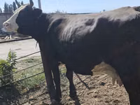 Kuh, Russian Black pied cattle — Foto 4