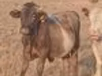 Toro, Swiss cattle — foto 8