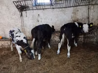 Vaca, Ganado vacuno — foto 6