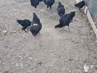 Chickens — 4-rasm
