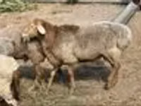 Қошқар, Hissar sheep — 8-сурет